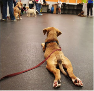 train your dog in a class