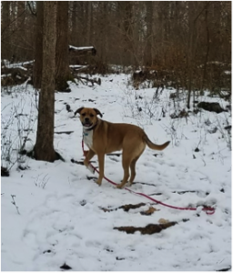 train your dog so you can go hiking