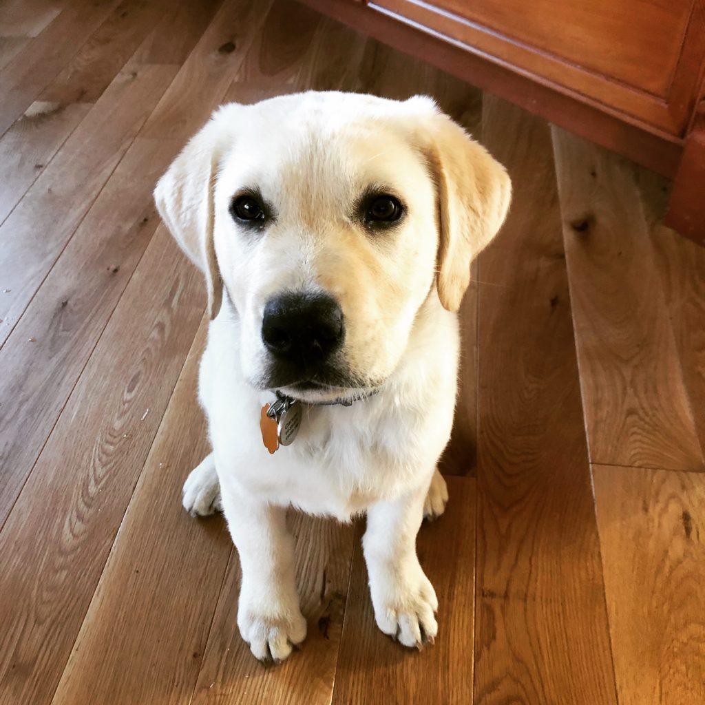 yellow lab