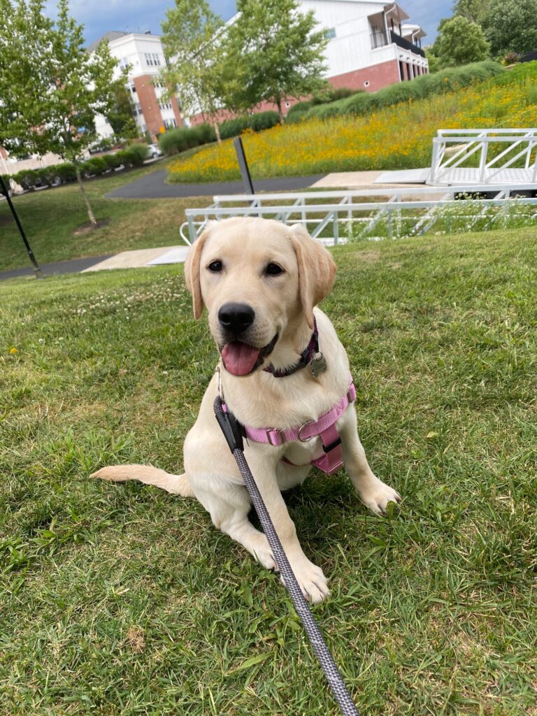 yellow lab puppy