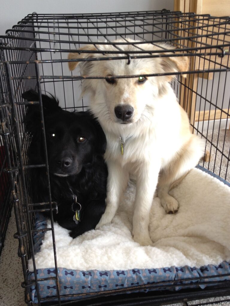 Kennel training a hotsell dog with separation anxiety