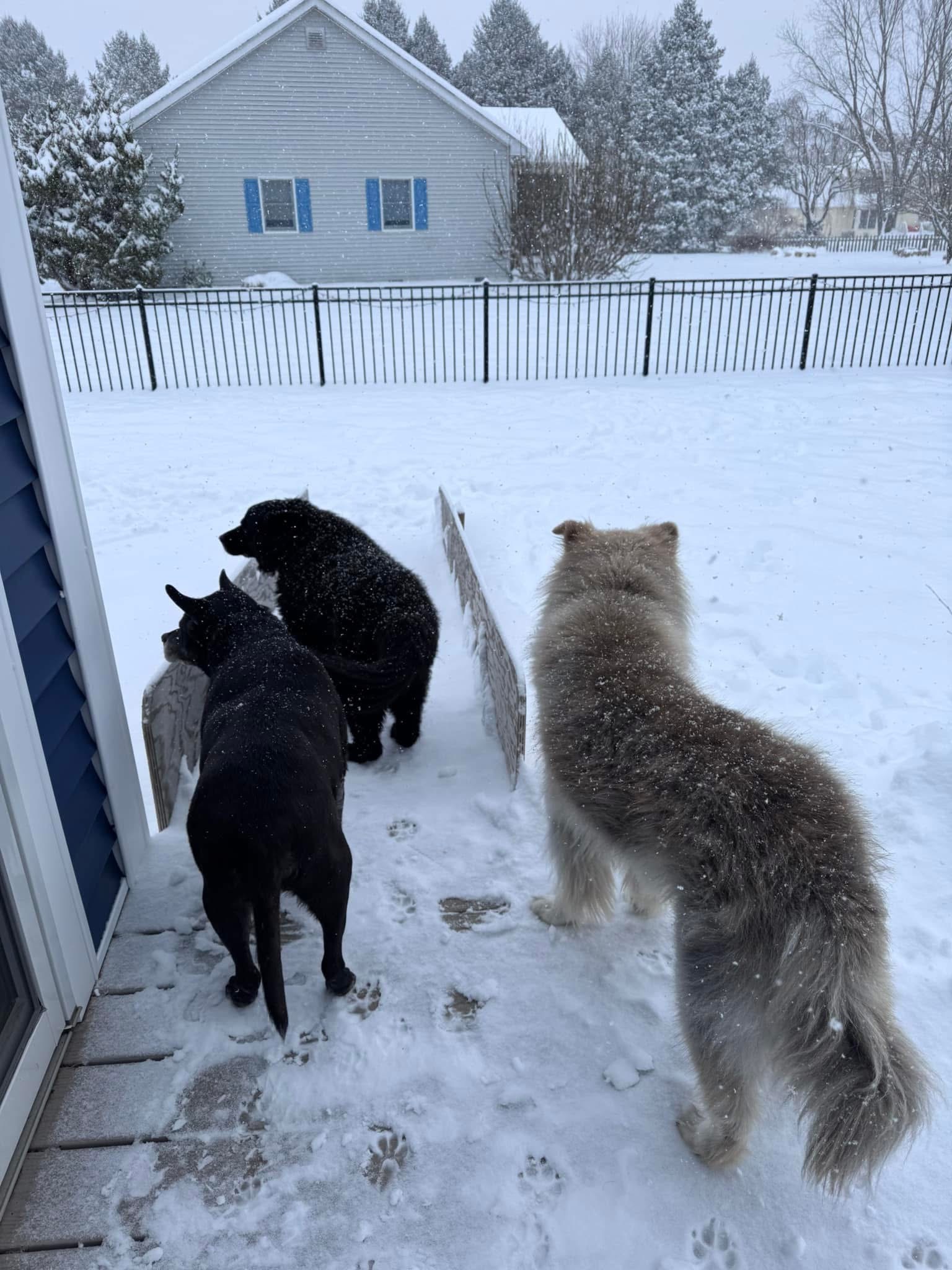 3 dogs on ramp in snowy back yard